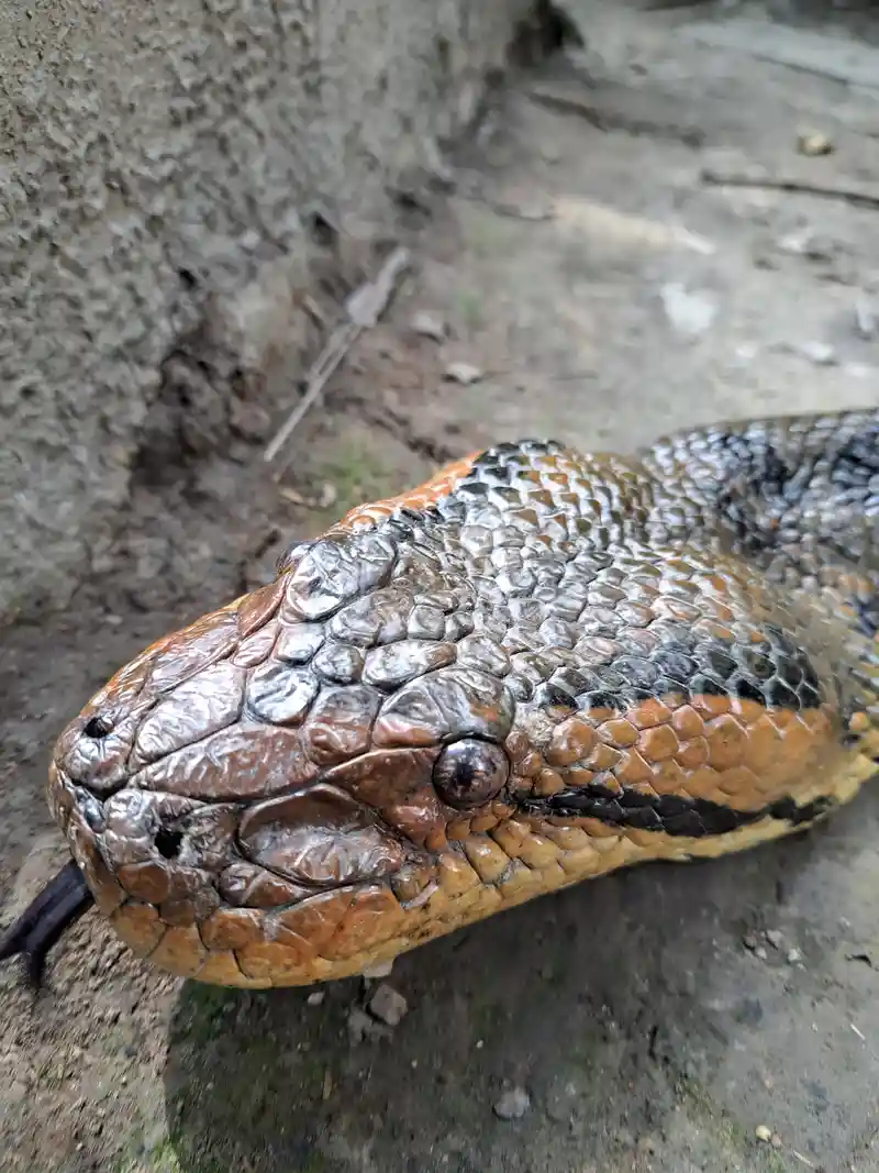 Aventura Expedición — boa amazónica